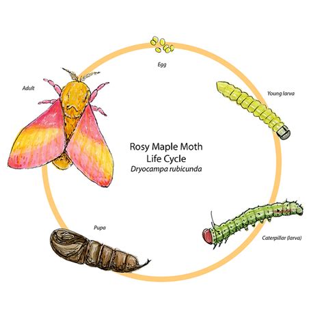 Rosy Maple Moth Life Cycle | Lauren Jenny Art