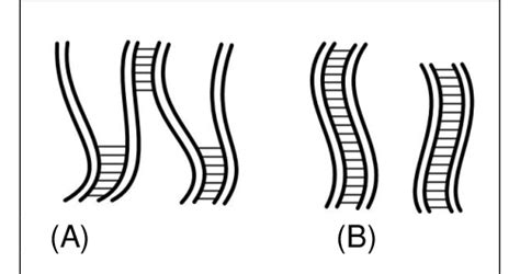 Formation of tetravalents in autopolyploid (A) or bivalents in ...