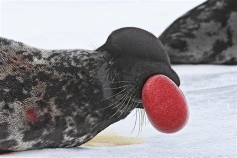 Hooded Seal Photograph by M. Watson - Fine Art America