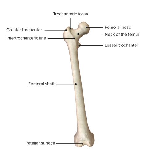 รวมกัน 101+ ภาพพื้นหลัง กระดูก Femur คือ สวยมาก