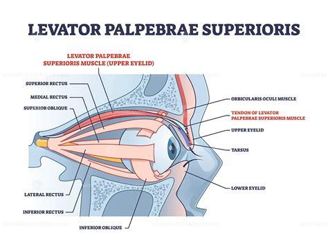 Levator palpebrae superioris muscle Origin, Insertion, Function