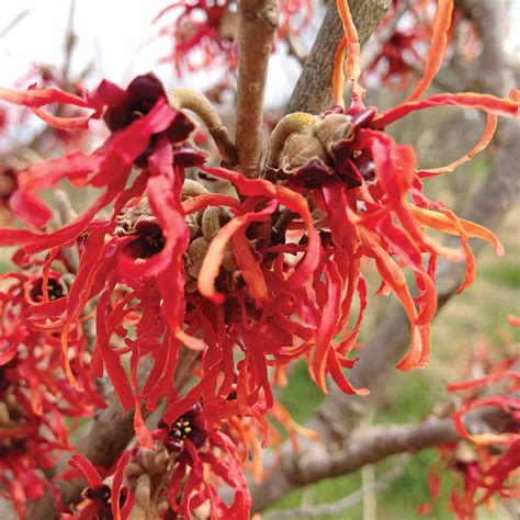 Hamamelis x intermedia 'Diane' | White Flower Farm