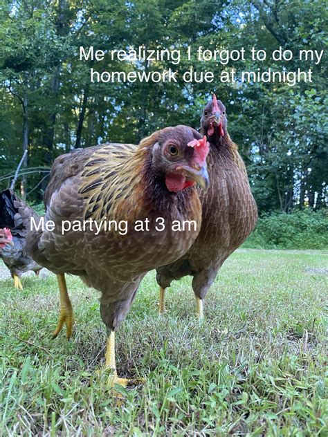 A meme I made starring my chickens : r/memes