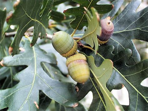 White Oak | Tree identification, White oak, Oak