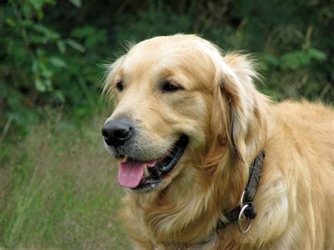 Golden Retriever Dog Free Stock Photo - Public Domain Pictures