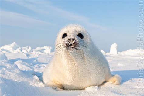 Curious Harp Seal Pup — Nature Photography Blog