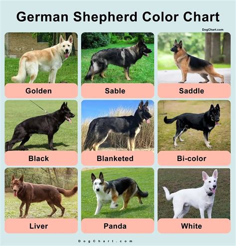 13 German Shepherd Colors and Stunning Facts | German shepherd colors ...