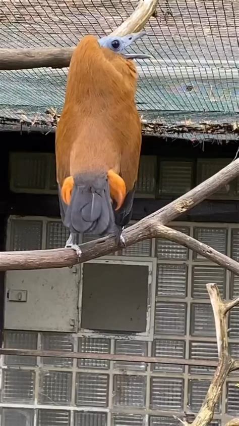 The interesting call of the Capuchinbird (Perissocephalus tricolor) : r ...