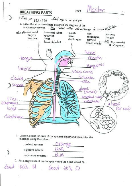 Diagram Of The Respiratory System Human Heart Diagram Respiratory | The ...