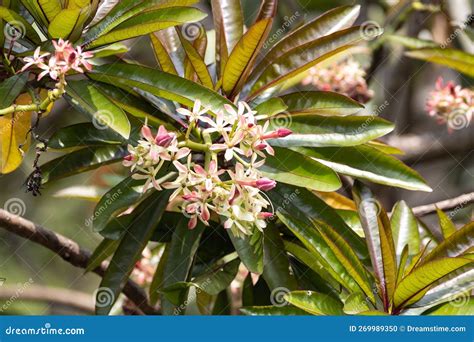 Flowers of a Sea Mango, Cerbera Manghas Stock Photo - Image of tree ...