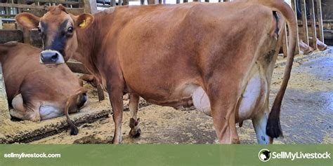 80 Jersey Dairy, Breeding Cows | SellMyLivestock - The Online Livestock ...