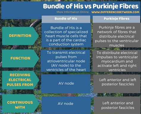 Difference Between Bundle of His and Purkinje Fibres | Compare the ...