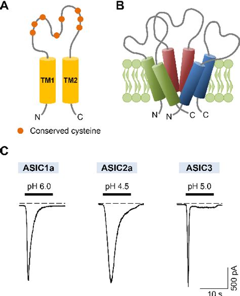 Figure 1 from Acid-sensing ion channels (ASICs): therapeutic targets ...