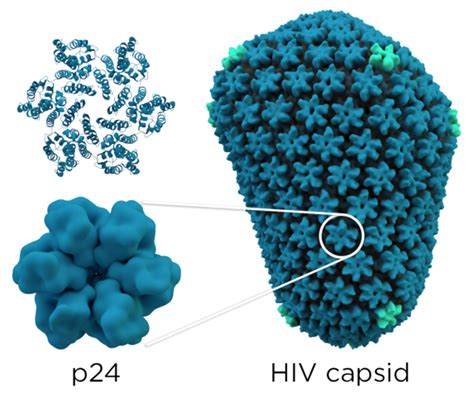 The Capsid Protein, a Master Regulator of HIV-1 Replication