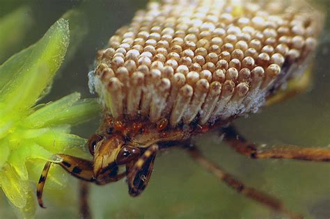 Giant Water Bug (U.S. National Park Service)