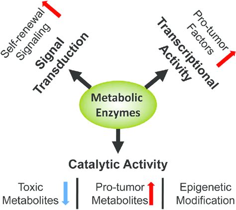 Multifaceted regulation in CSCs involving enzymes. Metabolic enzymes ...