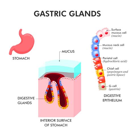 Gastric Gland - Anatomy, Types, Functions, Importance - GeeksforGeeks