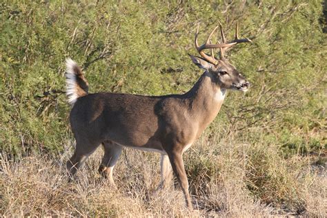 Crece confianza en turismo cinegético en Tamaulipas | nuevolaredo.tv