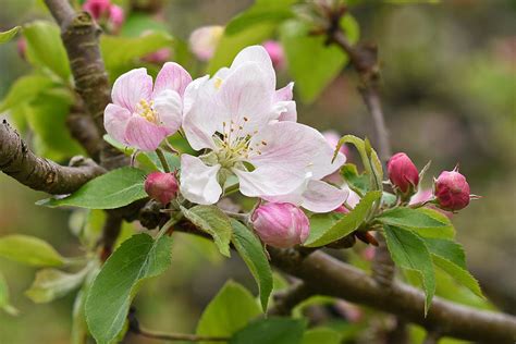 Apple Tree Blossom Photograph by Gill Billington - Fine Art America