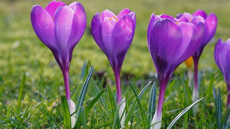 How to plant crocus bulbs: for a pretty springtime display | Homes ...