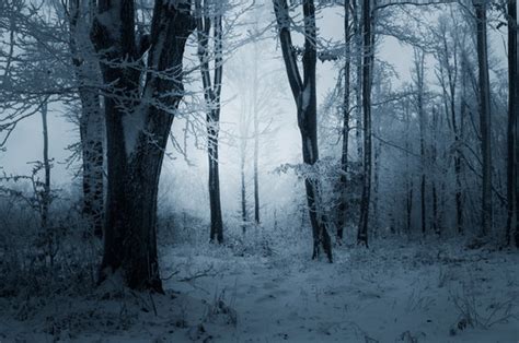 Dark Snowy Forest Images – Browse 381 Stock Photos, Vectors, and Video ...