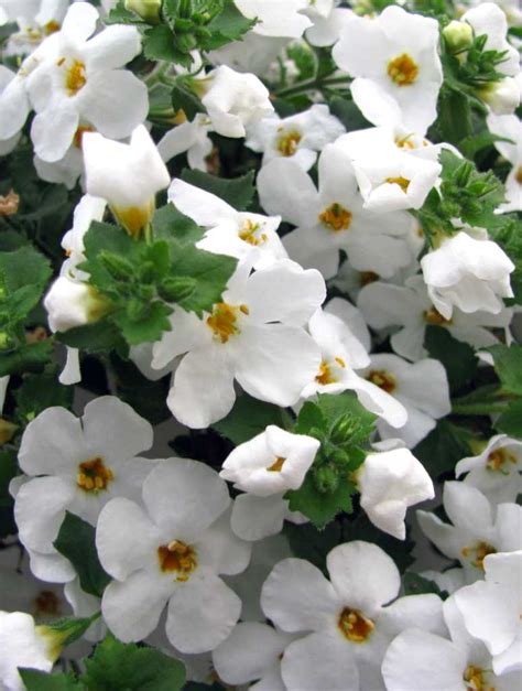 Bacopa plant Idea | chocmales