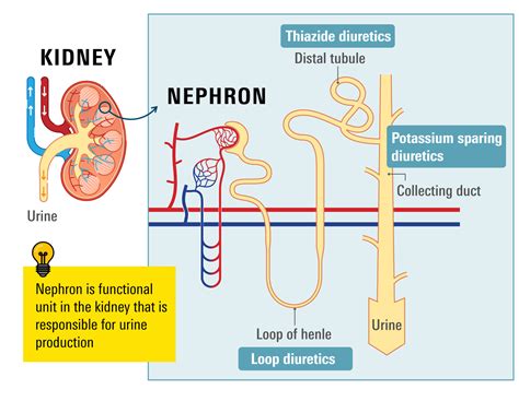 Diuretic - Types, Uses, and Side Effects