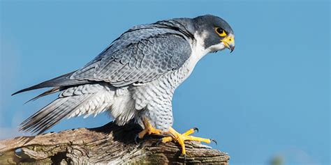 Peregrine Falcon