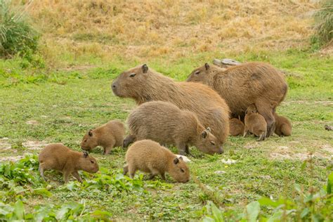 Capybara Baby Boom At Port Lympne Hotel & Reserve