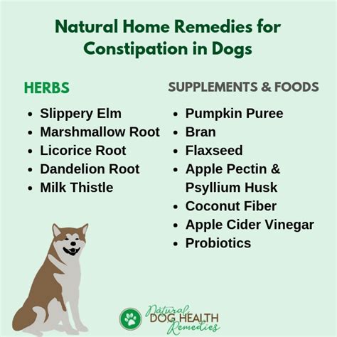 How To Help Relieve Dog Constipation