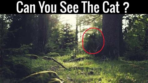 Optical Illusion Challenge: We Bet You Can’t Find The Cat Hidden In The ...