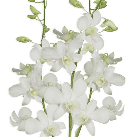 20 Big White Dendrobium Orchid Flowers- Beautiful Fresh Cut Flowers ...