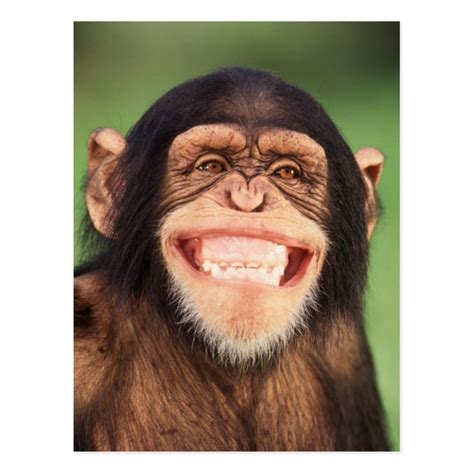 Getty Images | Grinning Chimpanzee Postcard