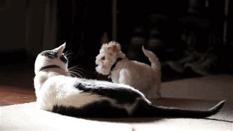 GIF: Dog Plays With Cat on the Ground | Gifrific