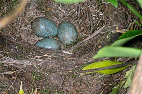 Blackbirds nesting in my garden - Wildlife in a Suburban Garden