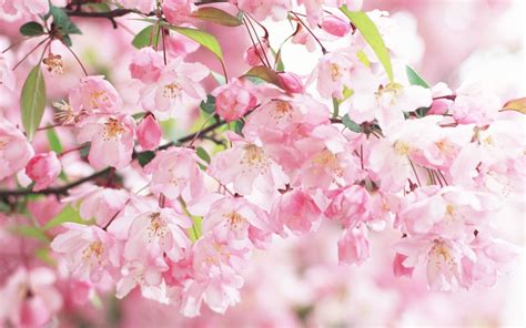 Wallpaper Cherry Blossom - WallpaperSafari