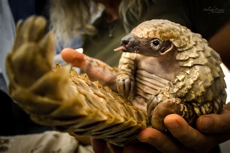 Meet Baby Tot - The Pangolin Pup Born in Captivity