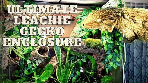 Leachianus Gecko Care Sheet, Size, Morphs, Price More More