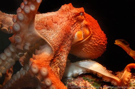 Giant Pacific Octopus | Photos by Ron Niebrugge