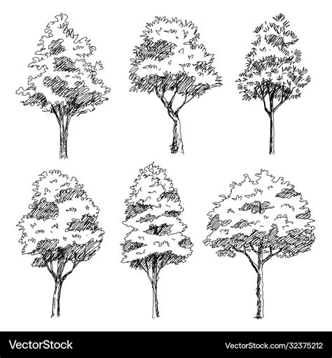 Architectural Trees Architectural Sketch Plant Drawing Tree Drawing ...