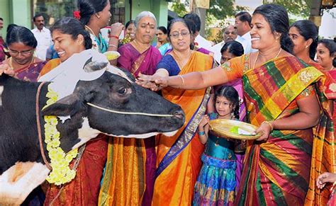 Tamil Nadu Celebrates Pongal With Fervour