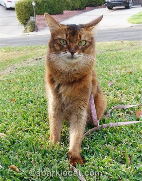 The Bad Photos First - Summer’s Fabulous Cat Life