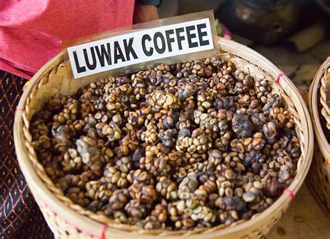 Kopi Luwak Stock Photos, Pictures & Royalty-Free Images - iStock