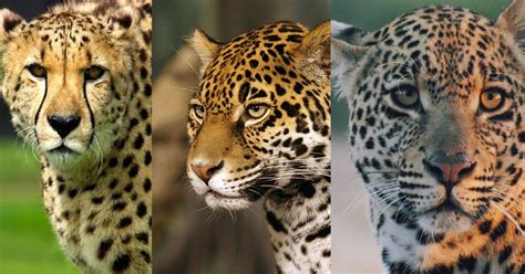 Jaguar vs Cheetah vs Leopard