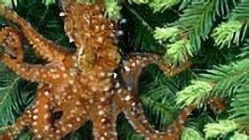 Petition · Save the Endangered Pacific Northwest Tree Octopus · Change.org