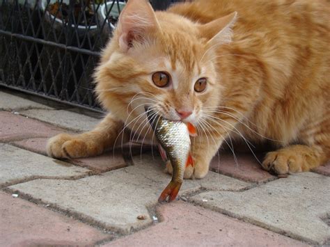 Is it Safe for Cats to eat Fish? » Petsoid