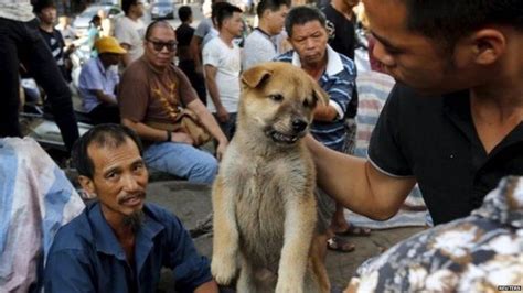 Why the UK doesn't eat dog meat, but people in China do - BBC News