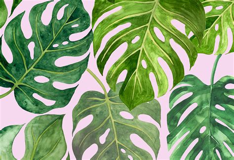 Monstera Background | ubicaciondepersonas.cdmx.gob.mx