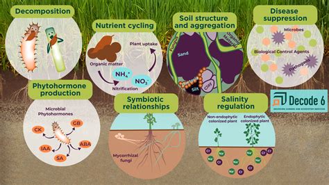 A graphic representation of the seven functions of soil microbes listed ...