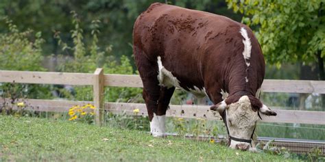 Cow | Smithsonian's National Zoo